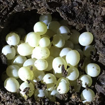 白玉蜗牛卵包孵化，免费赠送孵化技术和养殖实用技术