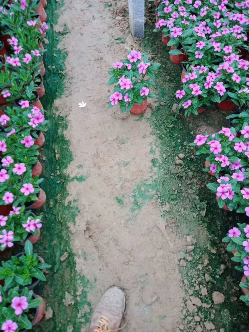 木本天天开（长春花）山东青州天天开基地直销，质量保证