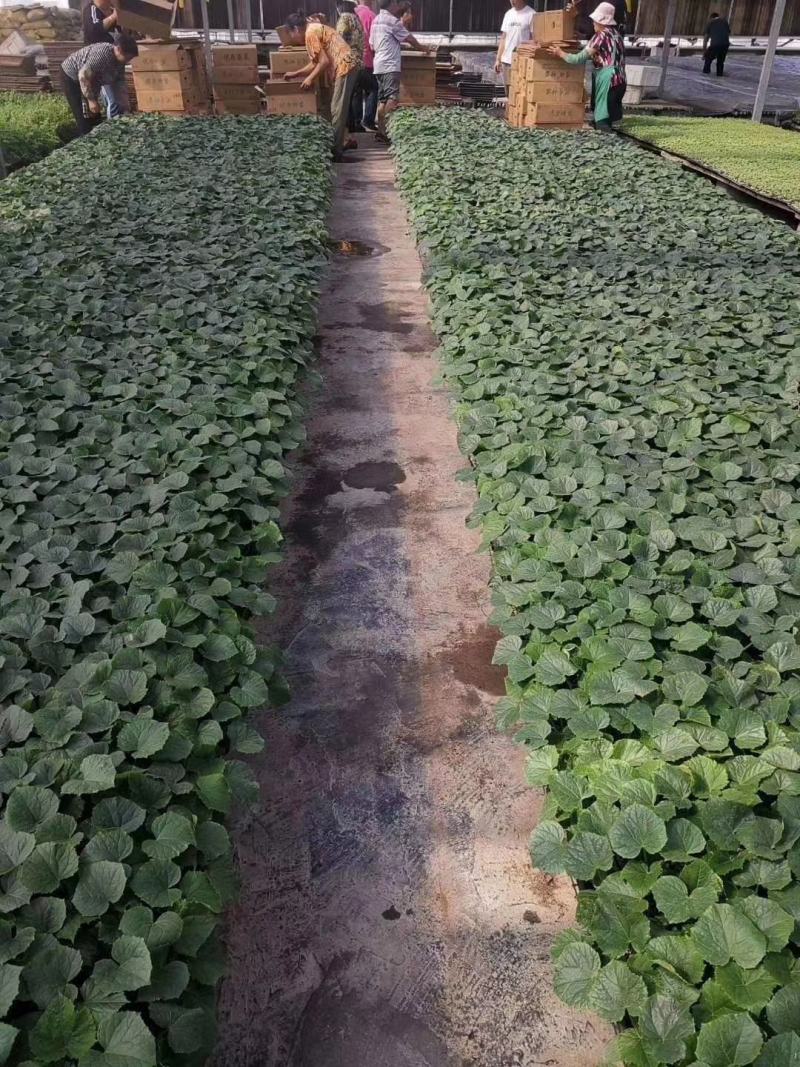 黄瓜苗嫁接强雌油亮黄瓜苗高产绿肉短把密刺
