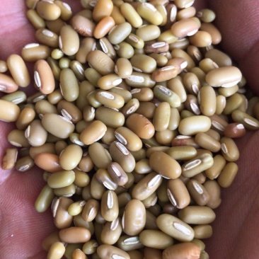 竹豆进口缅甸竹豆小粒