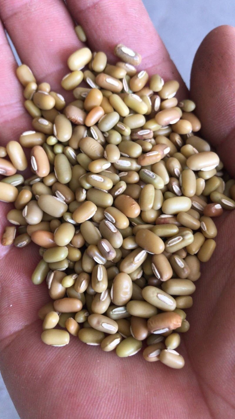 竹豆进口缅甸竹豆小粒