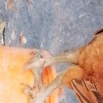 鸡
