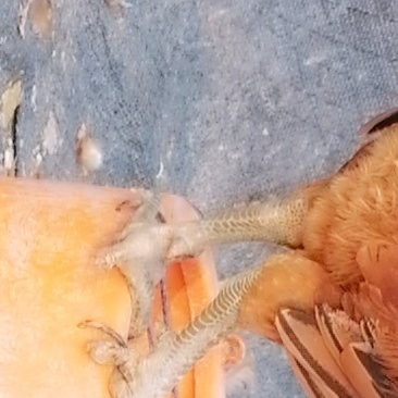 鸡
