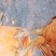 鸡