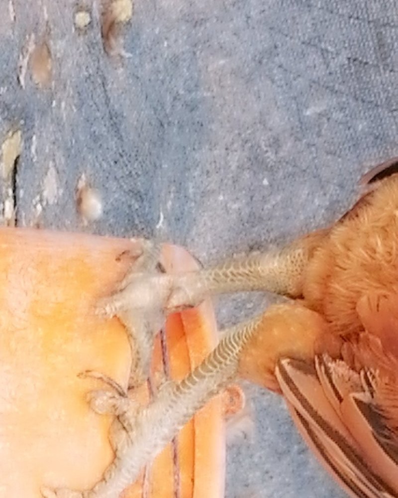 鸡