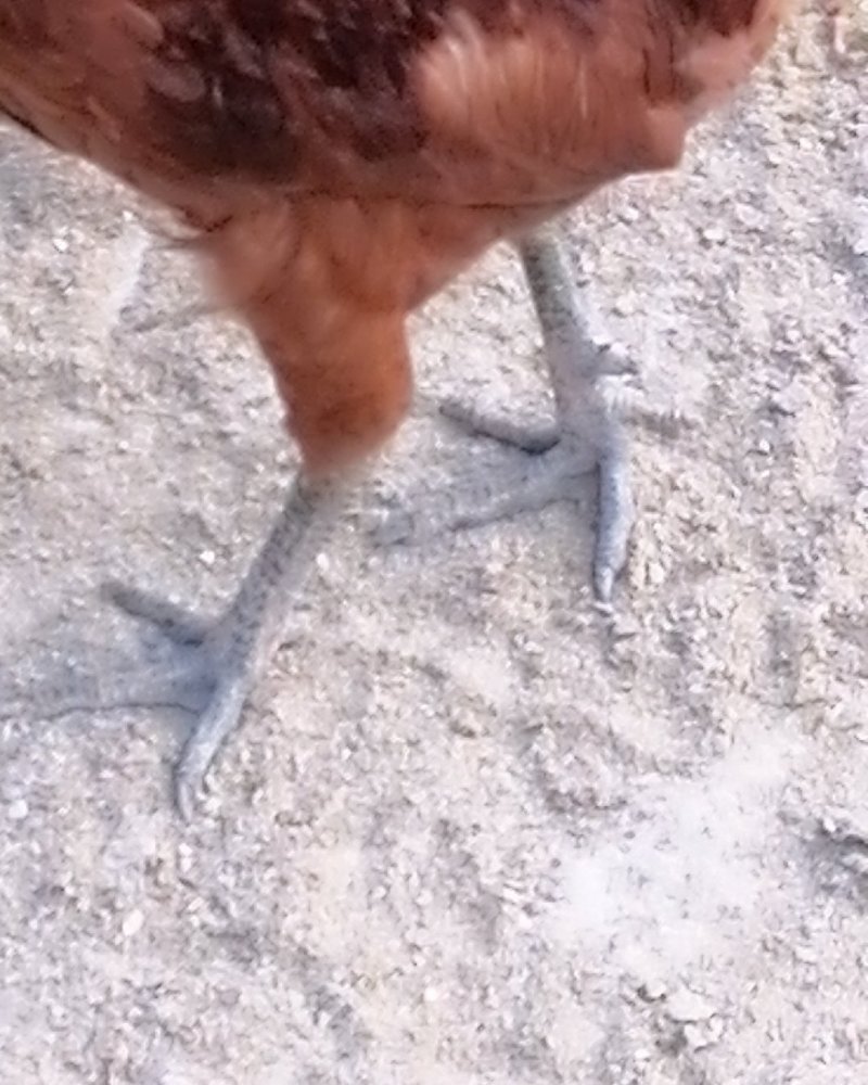 鸡