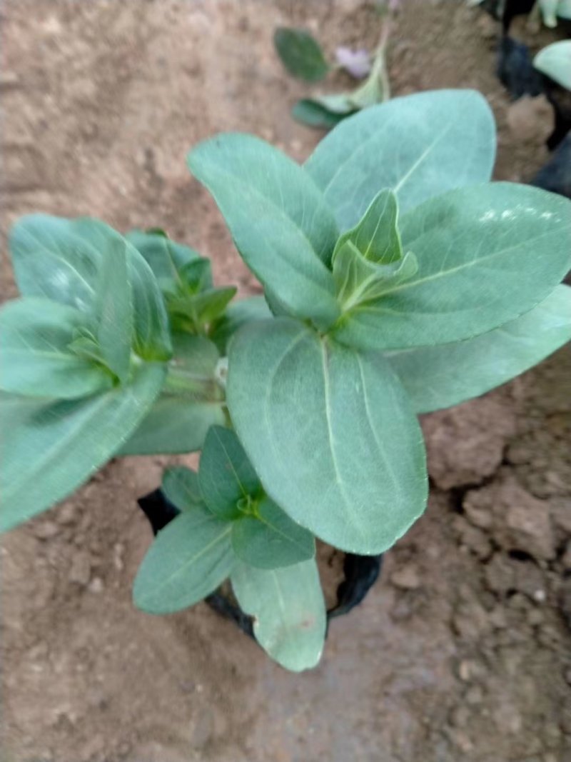 山东青州百日草，基地直销，质量好量大，提供技术指导