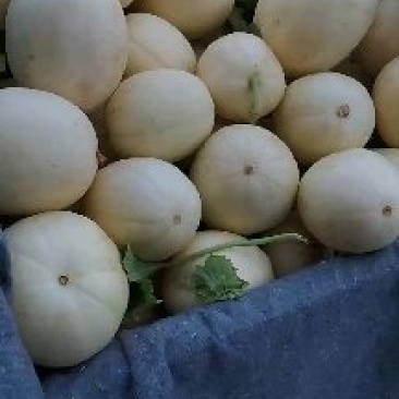 精品甜瓜，大量上市中，质量好保熟保甜，一手货源