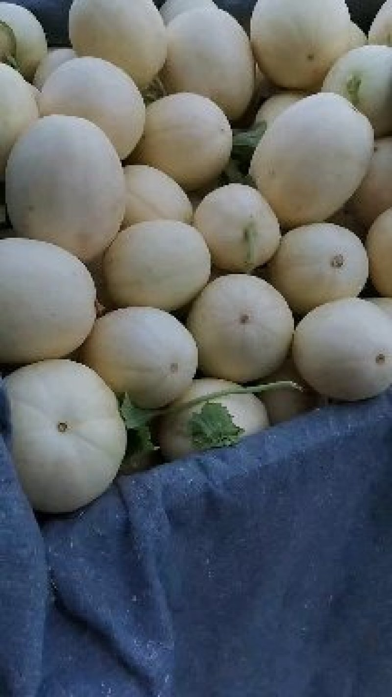 精品甜瓜，大量上市中，质量好保熟保甜，一手货源
