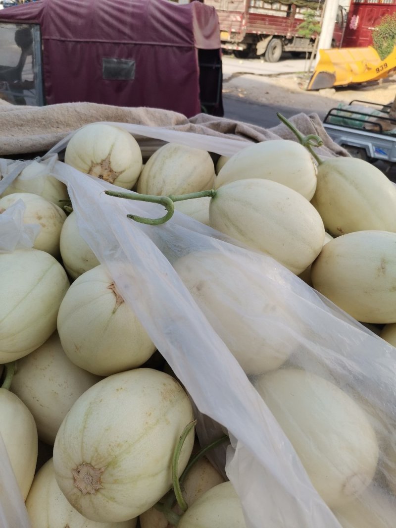 精品甜瓜，大量上市中，质量好保熟保甜，一手货源
