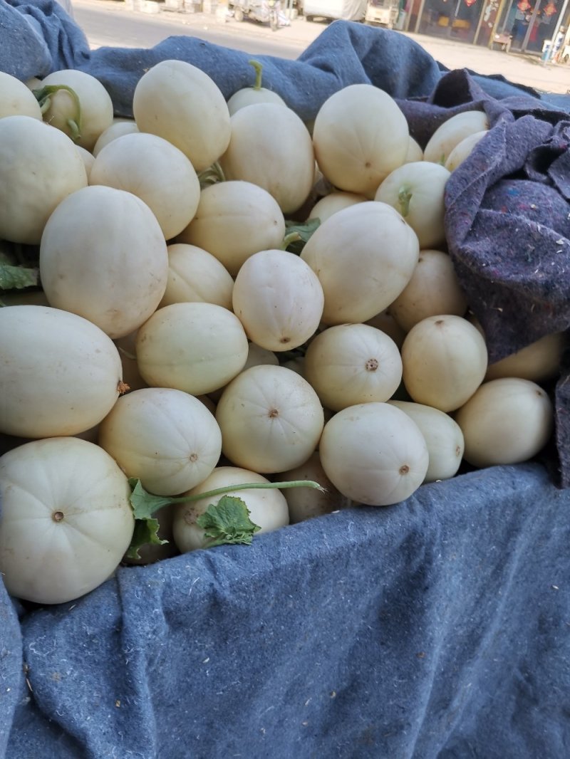 精品甜瓜，大量上市中，质量好保熟保甜，一手货源
