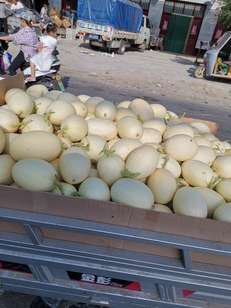 精品甜瓜，大量上市中，质量好保熟保甜，一手货源