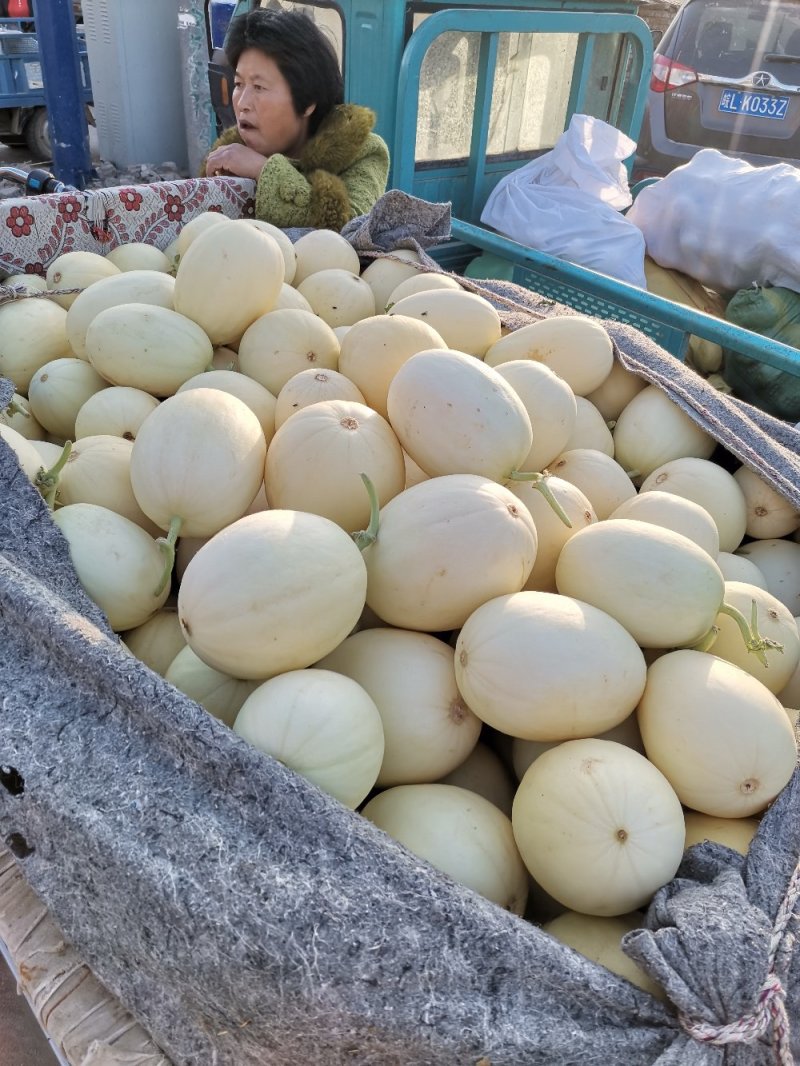 精品甜瓜，大量上市中，质量好保熟保甜，一手货源