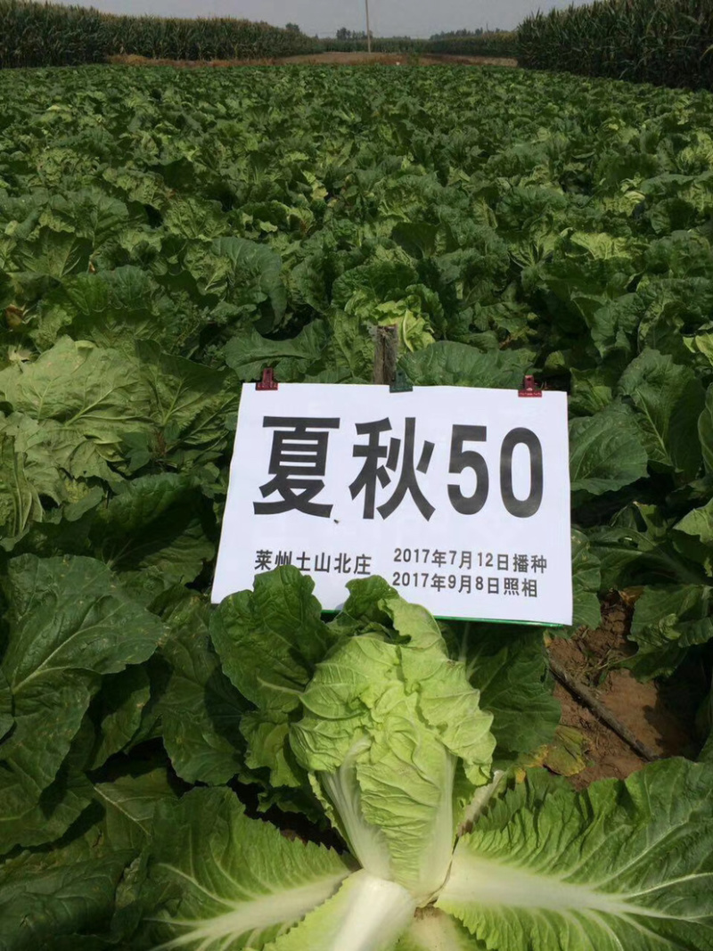 夏季耐热大白菜种子抗病毒干烧心欢迎咨询