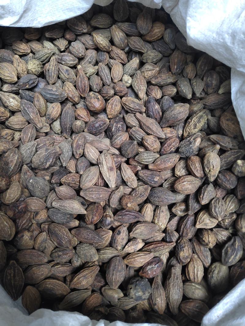 诃子柯子金珂子看规格下单批发零售品种齐全金柯