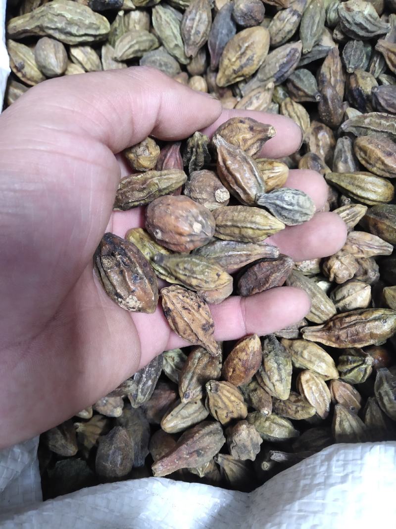 诃子柯子金珂子看规格下单批发零售品种齐全金柯