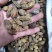 诃子柯子金珂子看规格下单批发零售品种齐全金柯