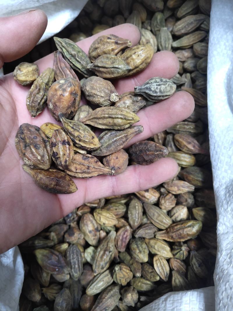 诃子柯子金珂子看规格下单批发零售品种齐全金柯