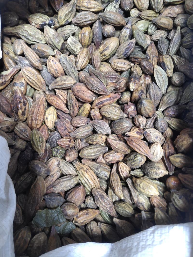 诃子柯子金珂子看规格下单批发零售品种齐全金柯