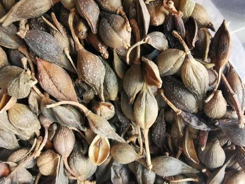 连翘水煮连翘产地直销量大从优