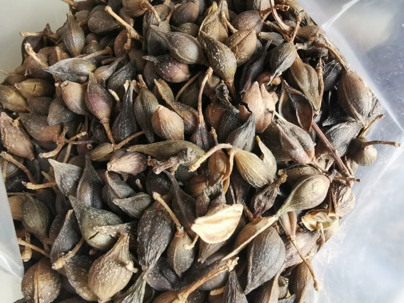 连翘水煮连翘产地直销量大从优