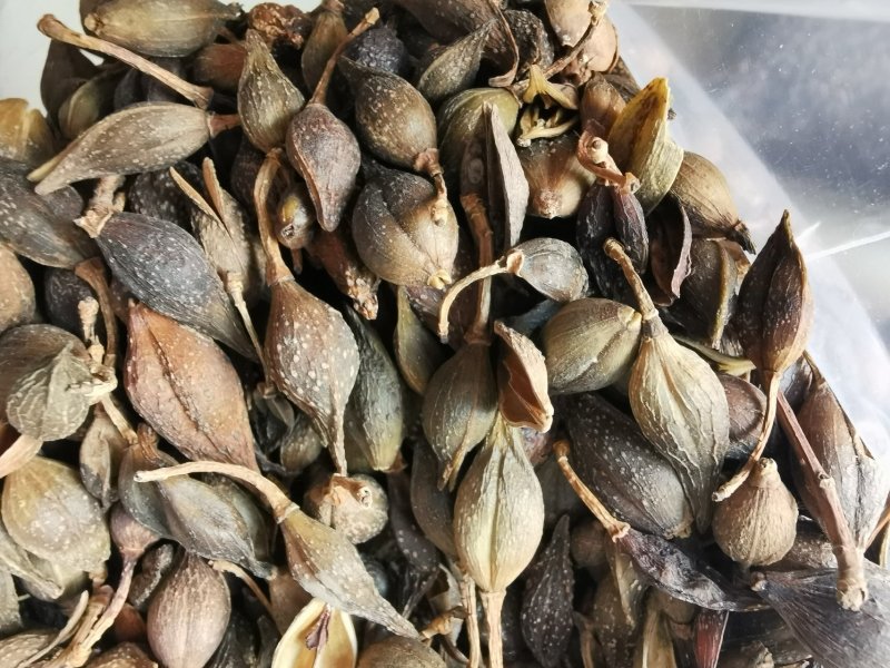 连翘水煮连翘产地直销量大从优