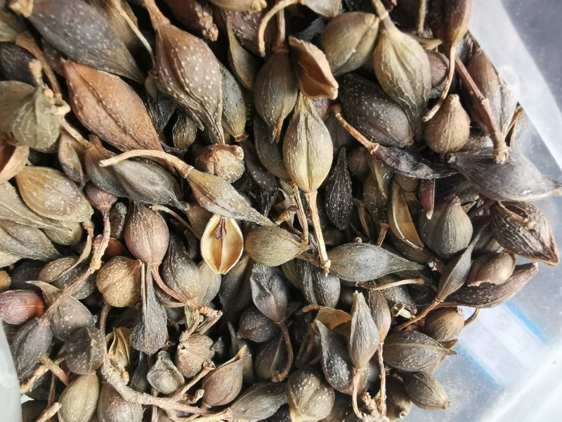 连翘水煮连翘产地直销量大从优