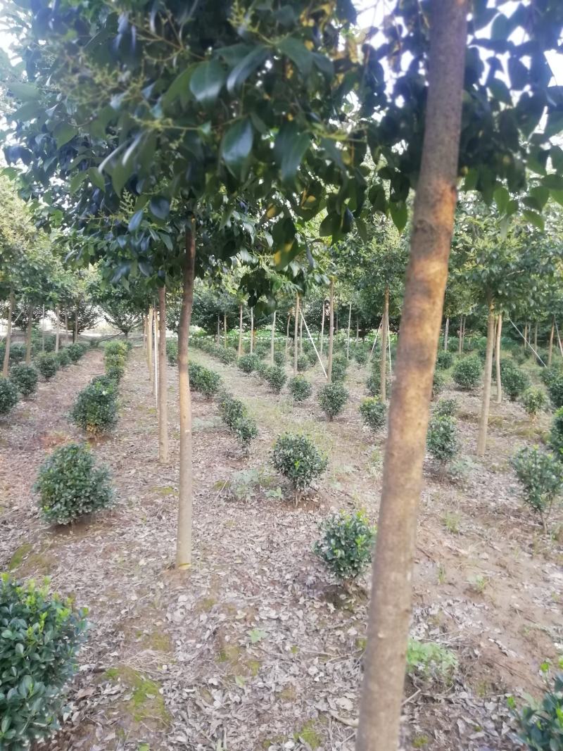 湖北孝感，大叶女贞一千棵，品质优良，价格优惠。