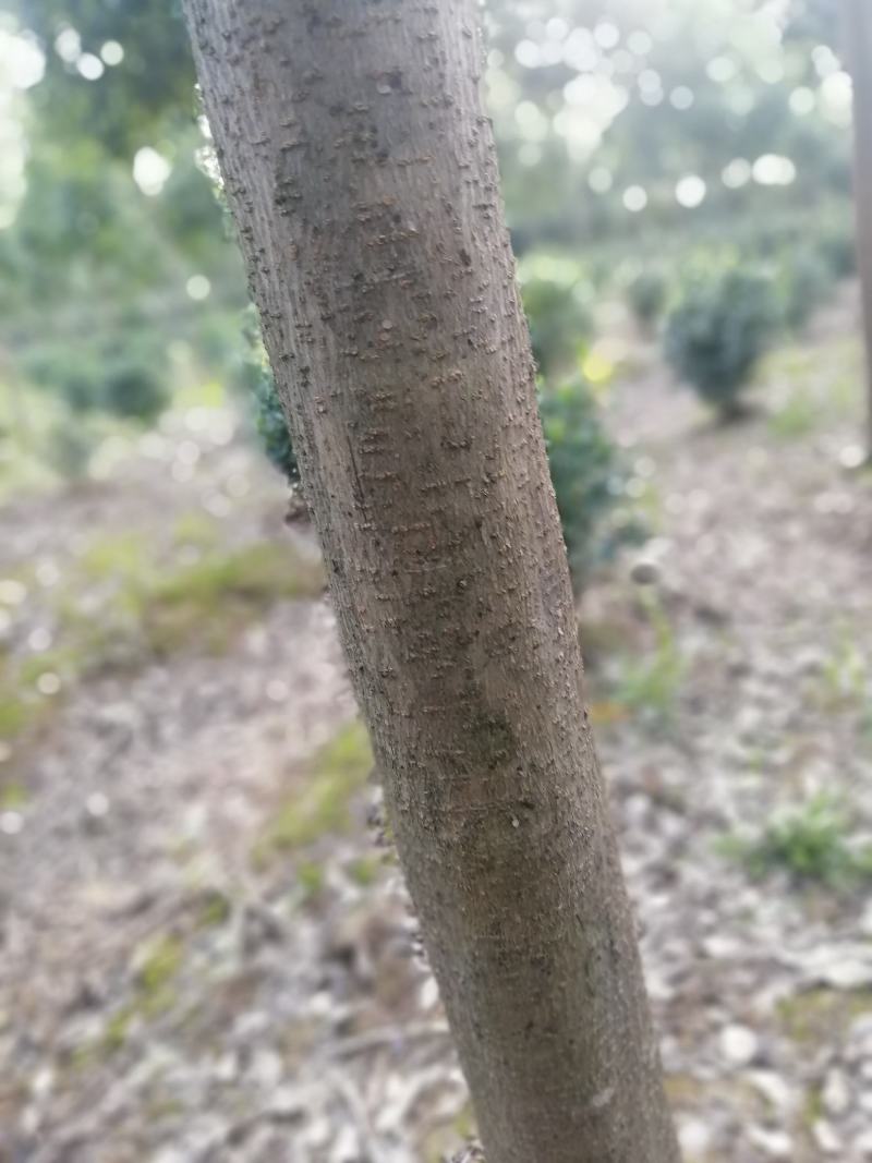 湖北孝感，大叶女贞一千棵，品质优良，价格优惠。