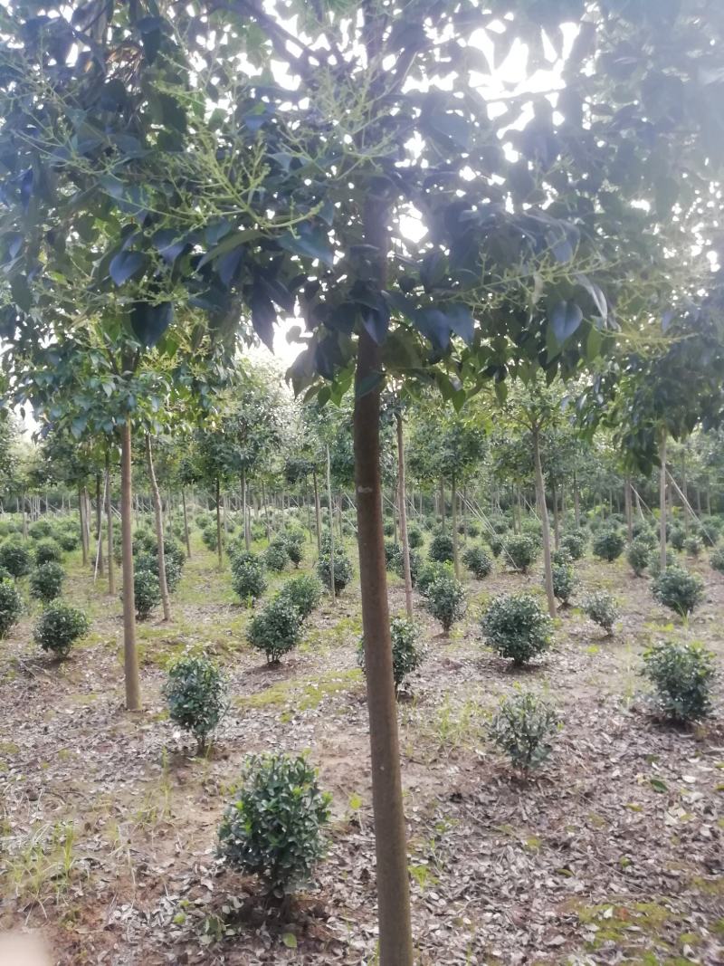 湖北孝感，大叶女贞一千棵，品质优良，价格优惠。