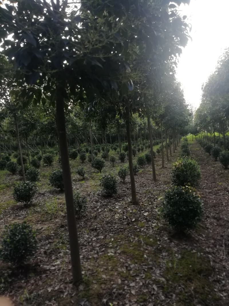 湖北孝感，大叶女贞一千棵，品质优良，价格优惠。