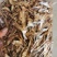 知母知母片产地直销量大从优