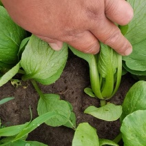 油菜长期大量供应精品小油菜上海青小白菜