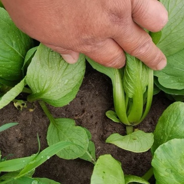 油菜长期大量供应精品小油菜上海青小白菜