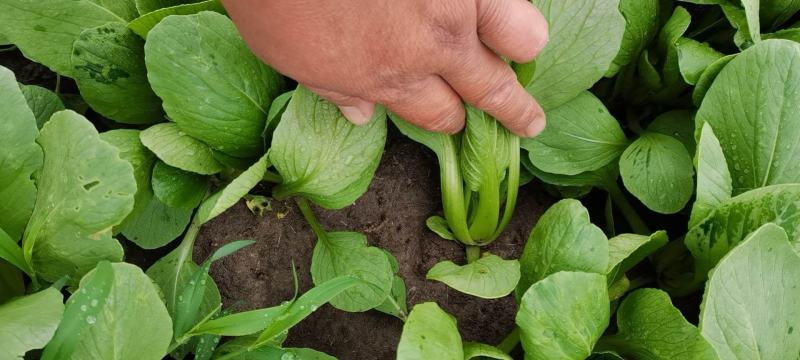 油菜长期大量供应精品小油菜上海青小白菜