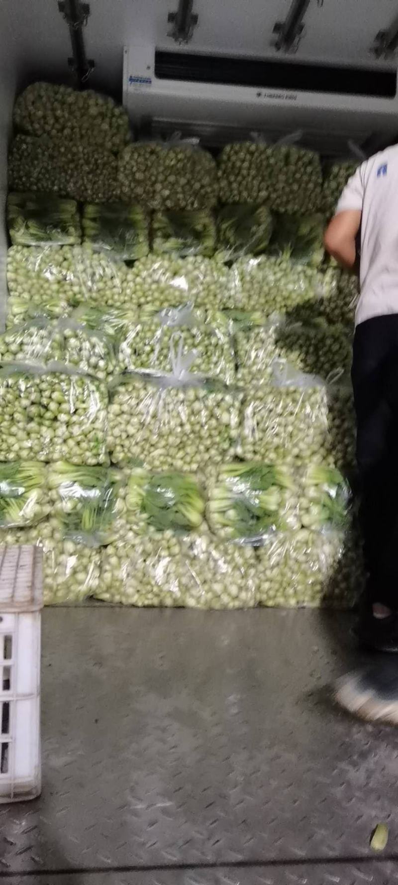 油菜长期大量供应精品小油菜上海青小白菜