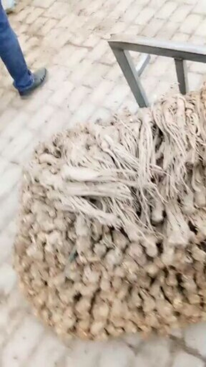 40支原味黑当归产地岷县自然晾晒