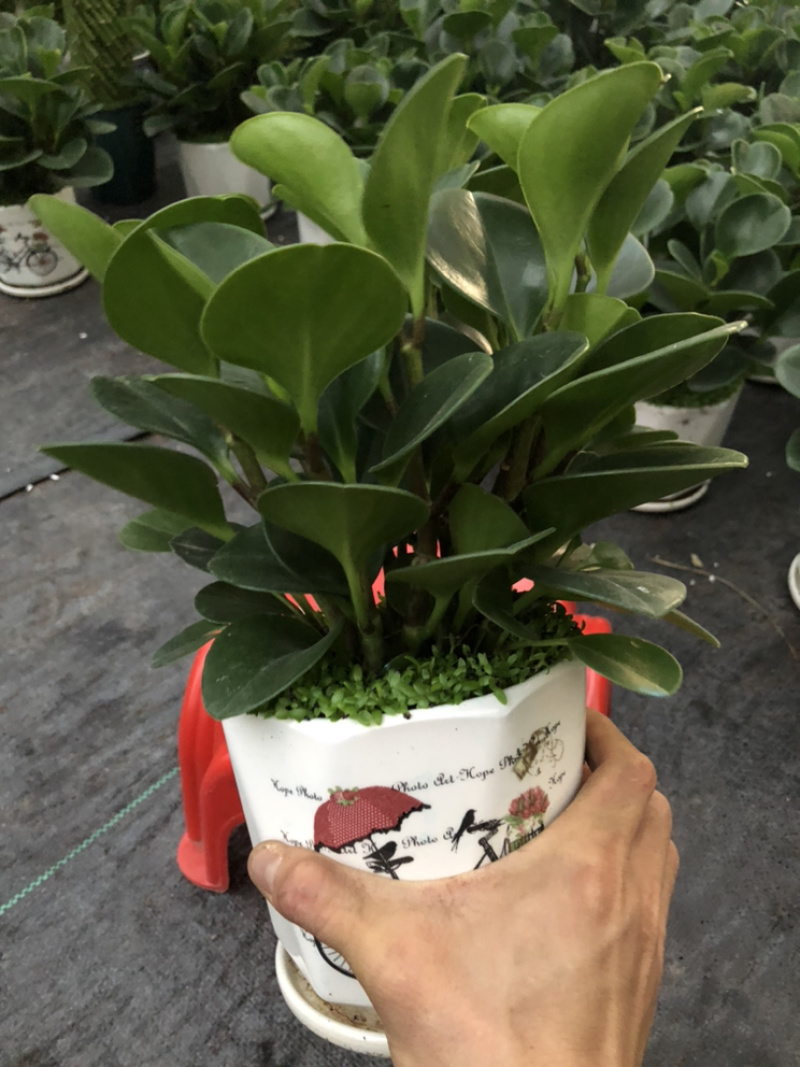 小森林，特级，好好先生园艺供应。。。