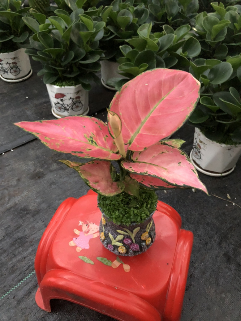 小森林，特级，好好先生园艺供应。。。