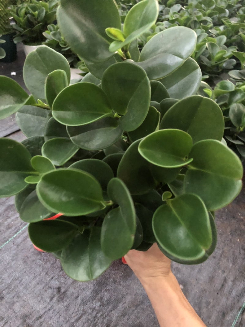 小森林，特级，好好先生园艺供应。。。
