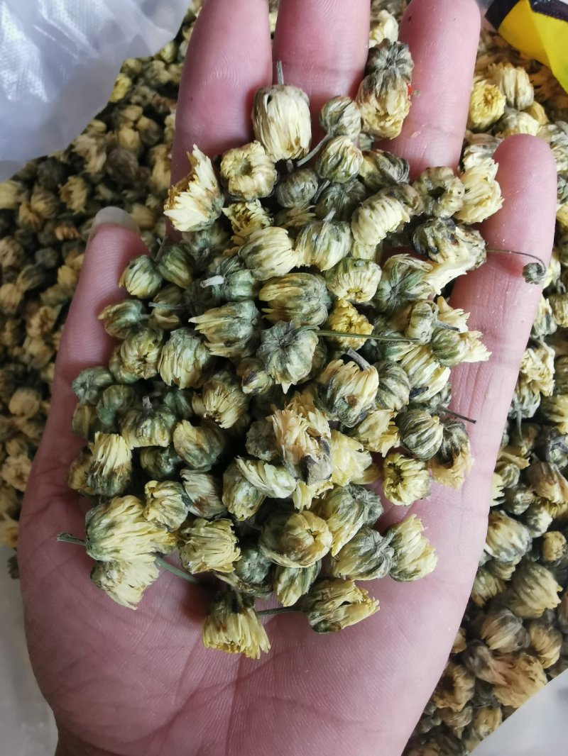 胎菊胎菊王产地直销量大从优一手货源