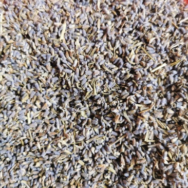薰衣草产地直销量大从优一手货源