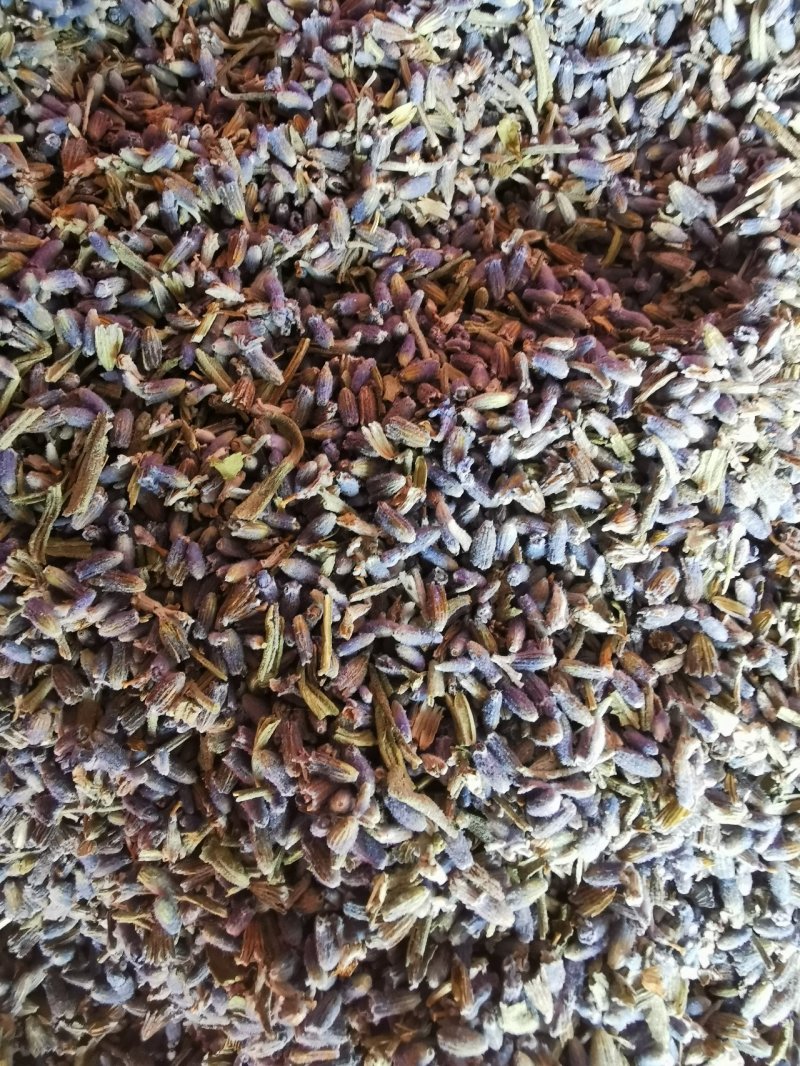 薰衣草产地直销量大从优一手货源