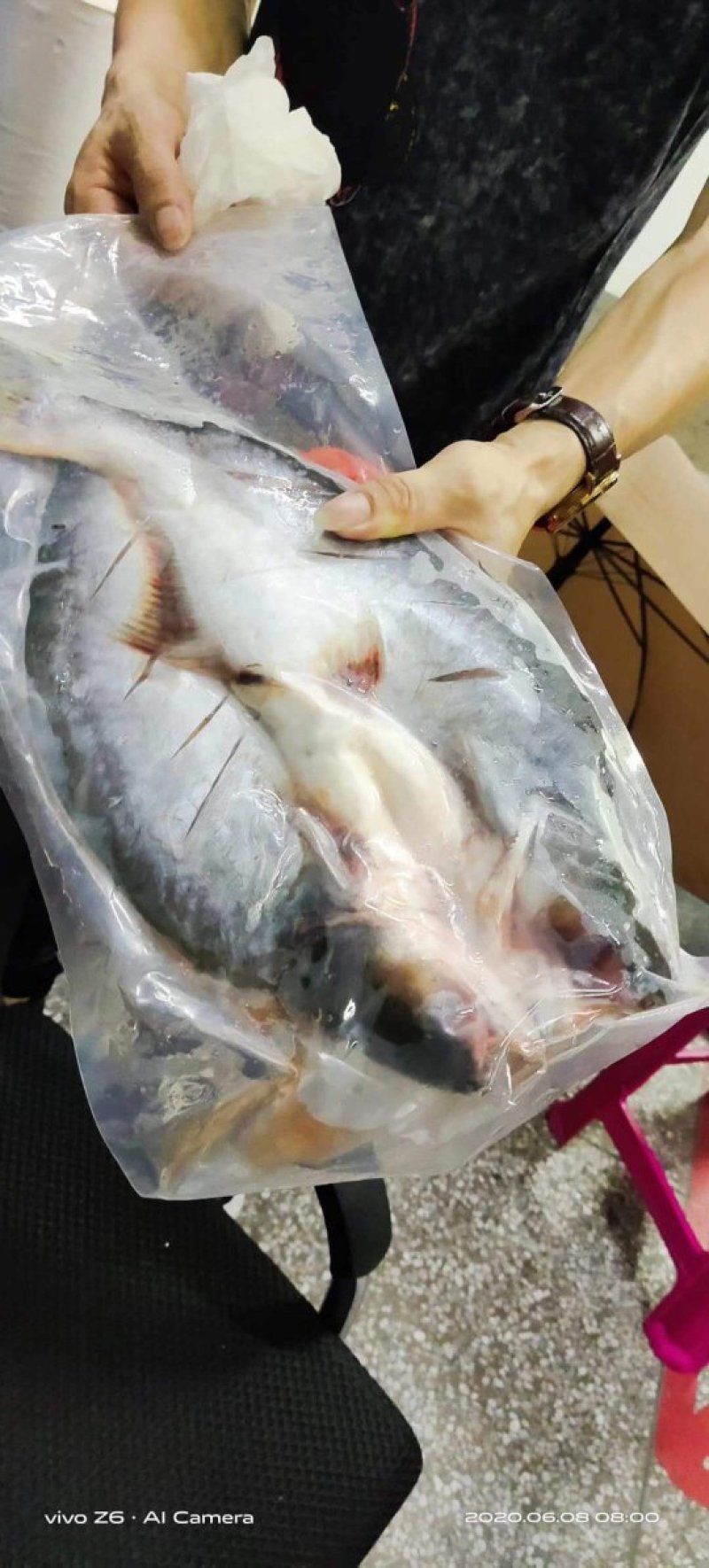 巴沙鱼