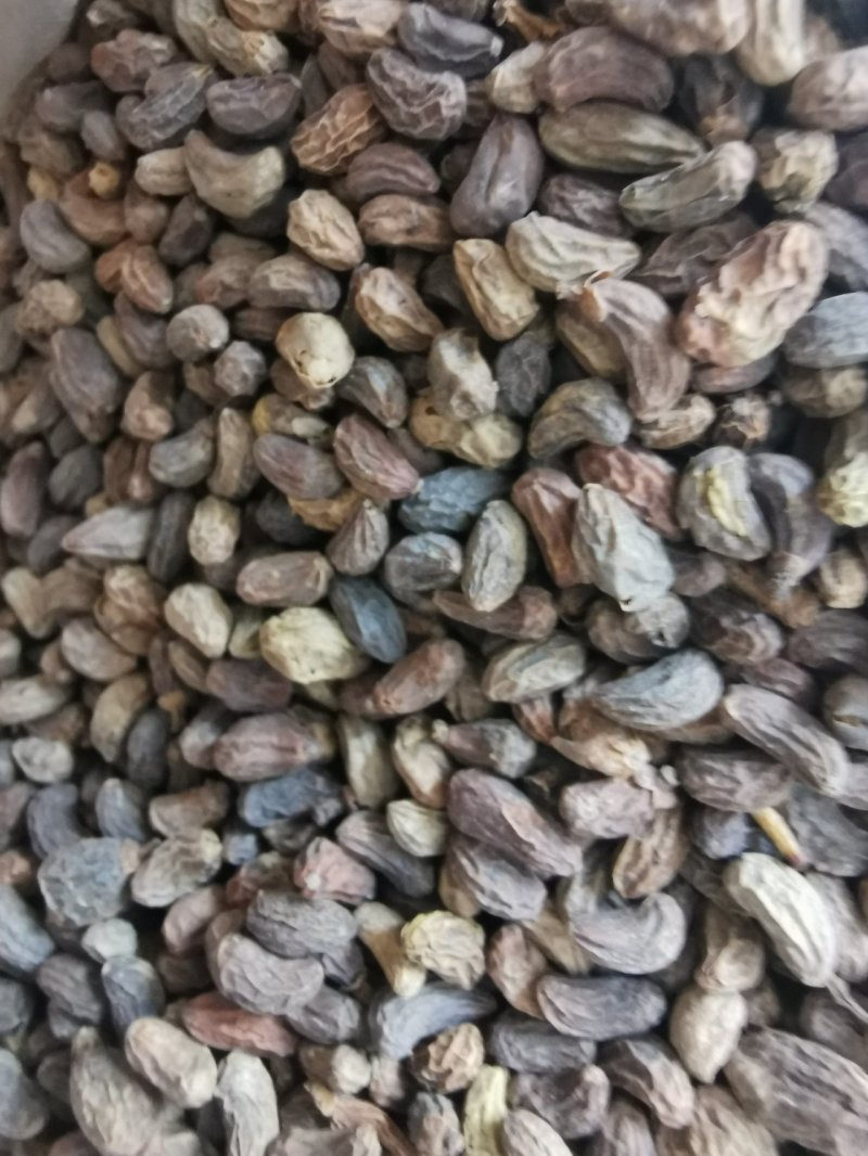 正品精选无琉女贞子中药材批发泡酒泡茶产地直销