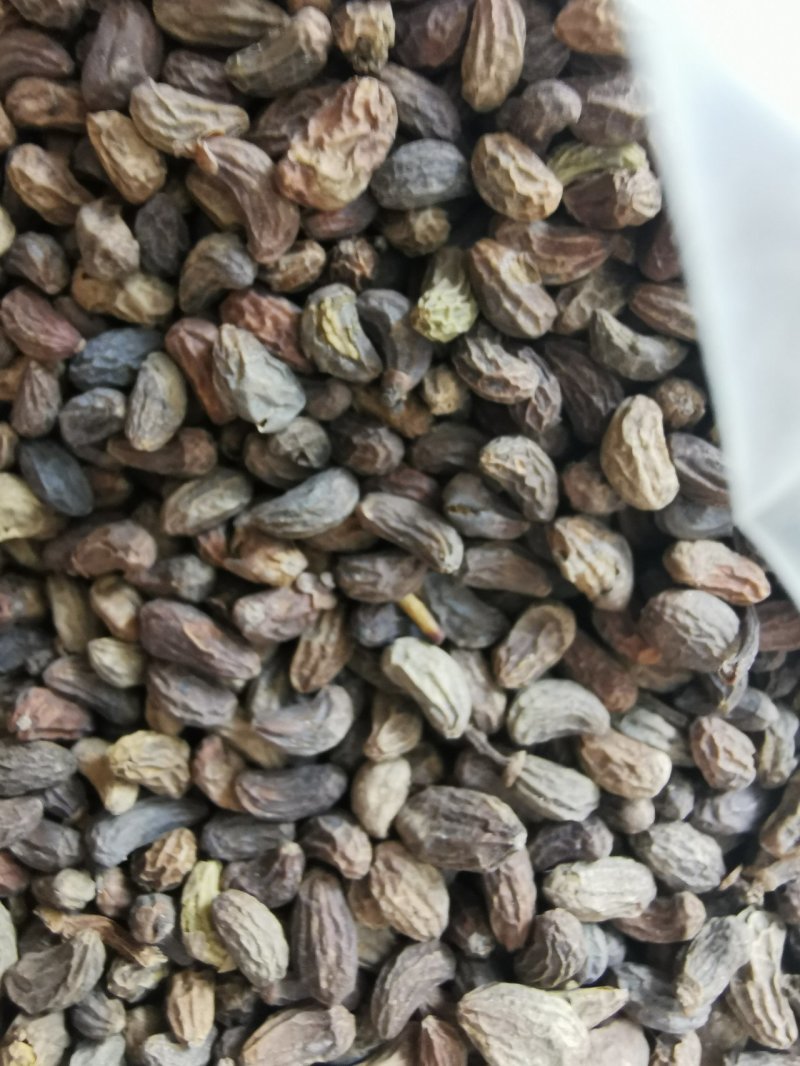 正品精选无琉女贞子中药材批发泡酒泡茶产地直销