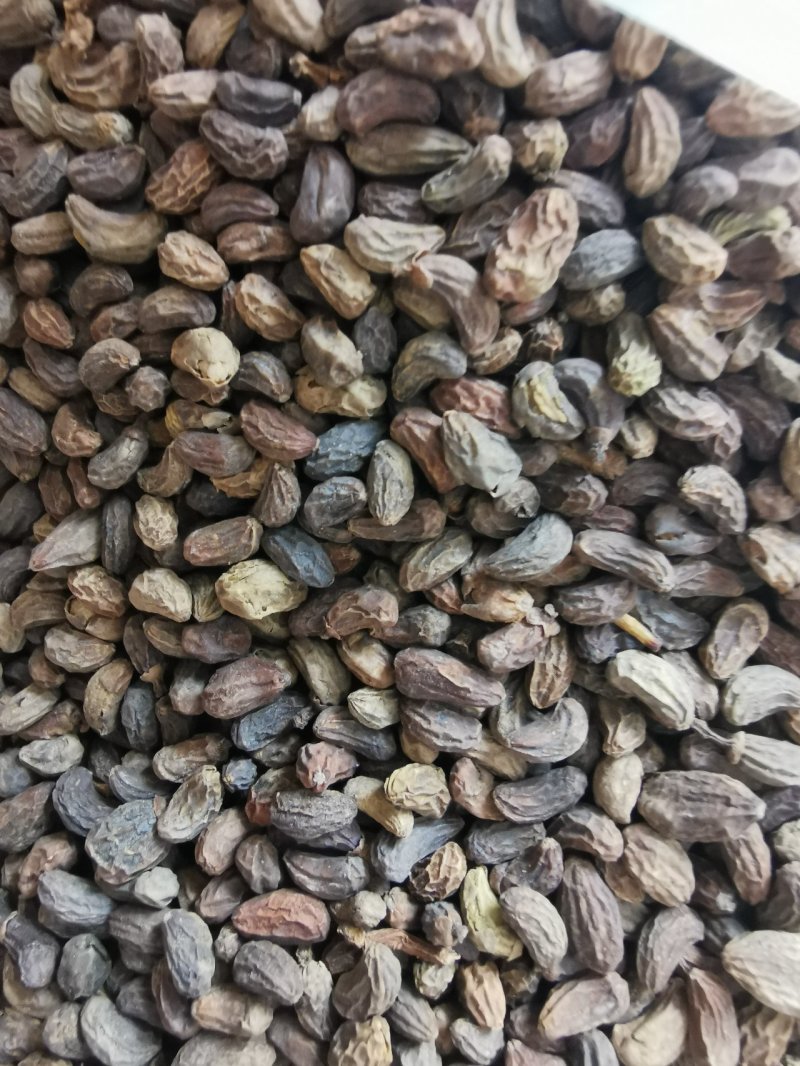 正品精选无琉女贞子中药材批发泡酒泡茶产地直销