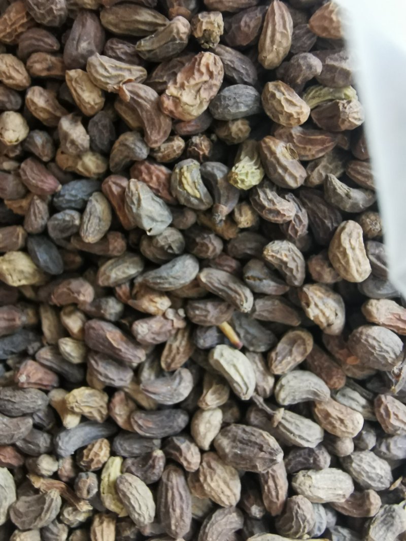 正品精选无琉女贞子中药材批发泡酒泡茶产地直销
