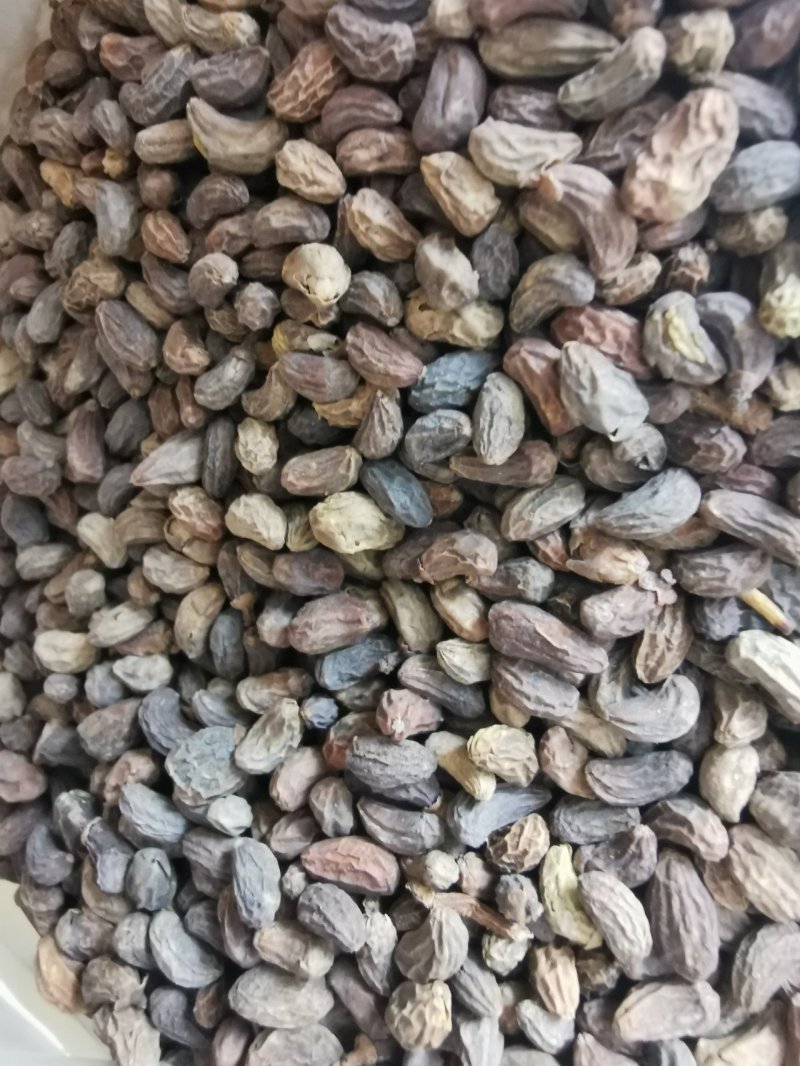 正品精选无琉女贞子中药材批发泡酒泡茶产地直销