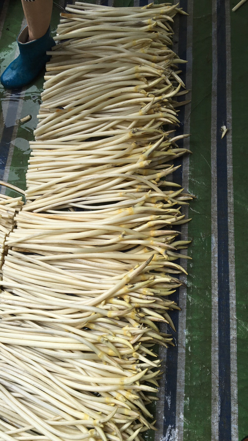 仙桃本地藕带。诚信经营